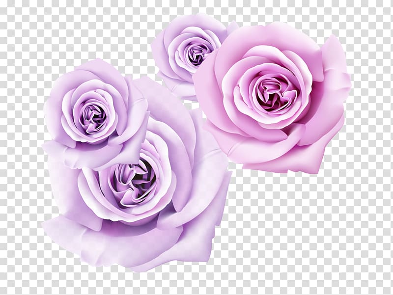 pink and purple rose flowers , Garden roses 3D film Flower , Purple Rose dimensional flower transparent background PNG clipart