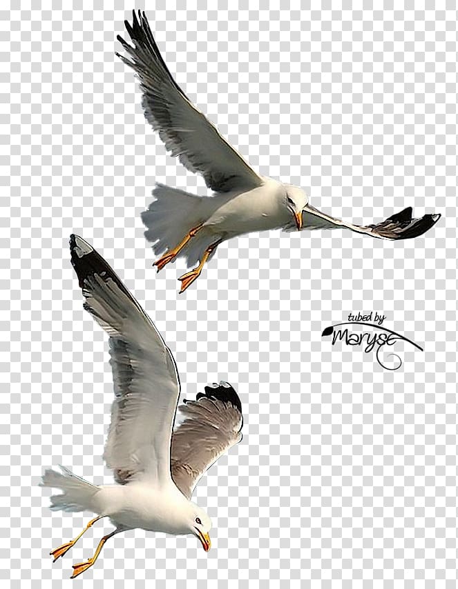 two white birds illustration, Bird Gulls, seagulls flying transparent background PNG clipart