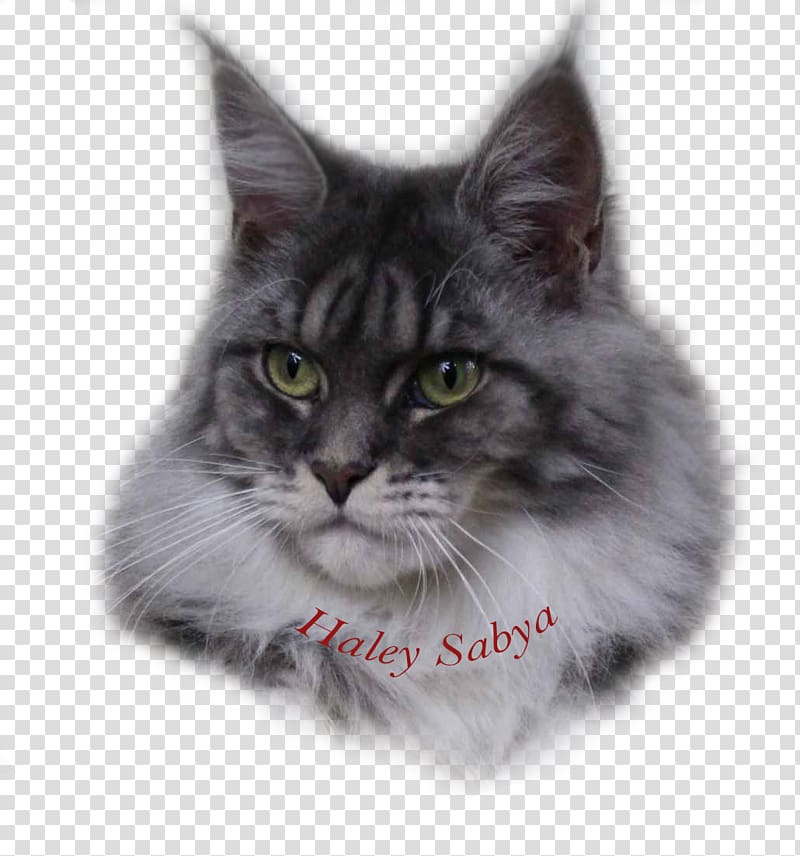 Siberian cat Maine Coon Nebelung Asian Semi-longhair Norwegian Forest cat, others transparent background PNG clipart