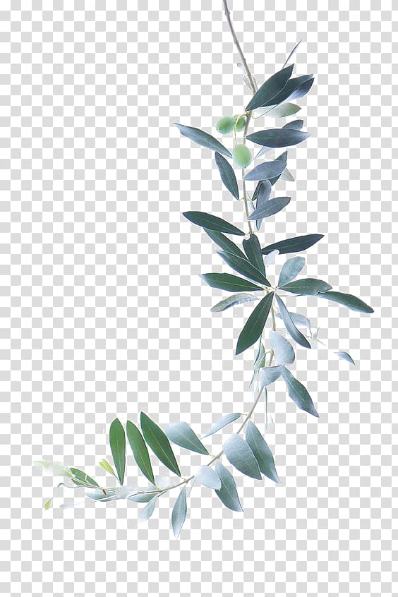 Watercolor painting Olive branch, Green Leaves, green vine plant transparent background PNG clipart
