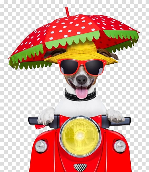 Jack Russell Terrier Puppy Scooter Motorcycle , Dog car transparent background PNG clipart