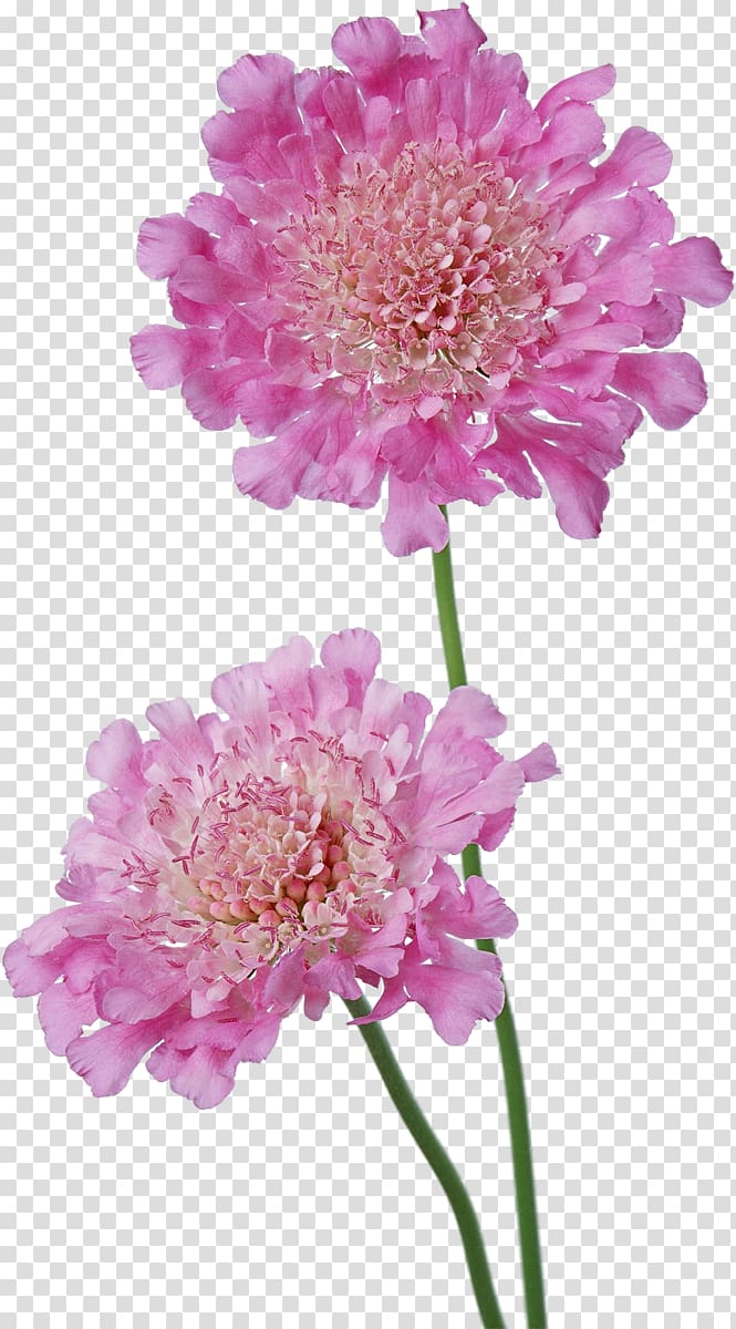 Cut flowers , peony transparent background PNG clipart
