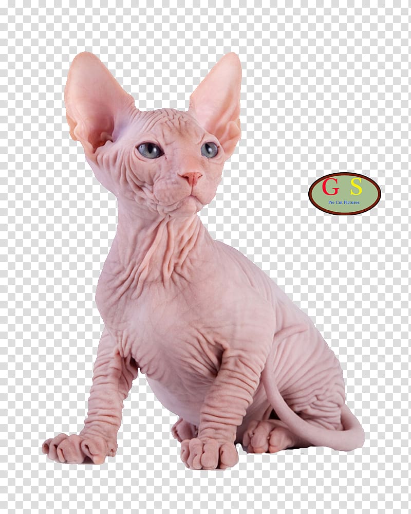 Sphynx cat Kitten Maine Coon Breed, cut transparent background PNG clipart