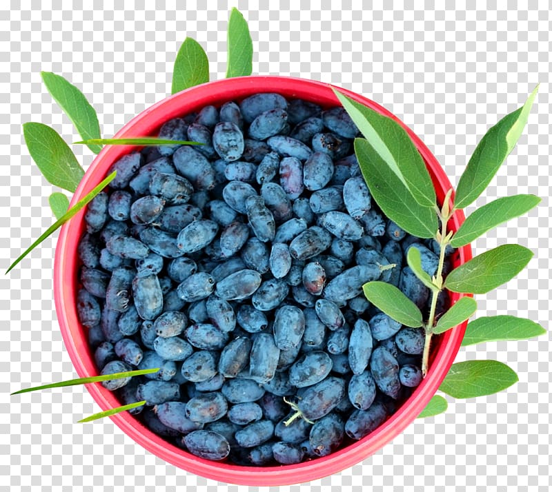 Blueberry Mors Juice Tyumenskiye Izvestiya, Gazeta Vegetarian cuisine, blueberry transparent background PNG clipart