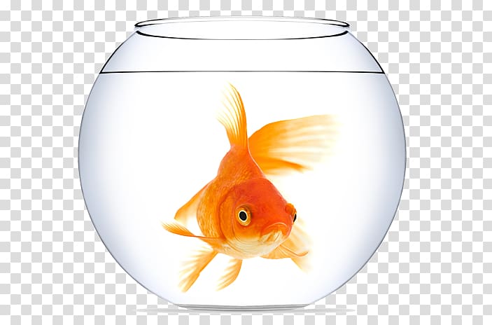 Goldfish Aquarium Portable Network Graphics, fish transparent background PNG clipart