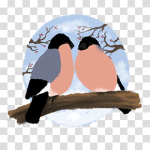 Penguin Beak, Penguin transparent background PNG clipart thumbnail