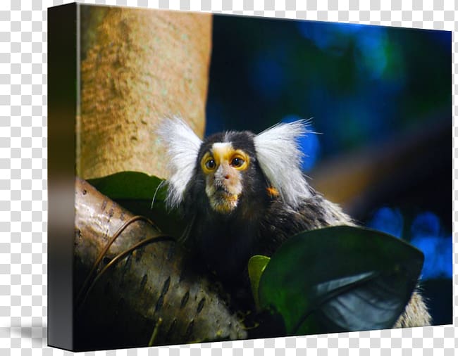New World monkeys Marmot kind Art, others transparent background PNG clipart