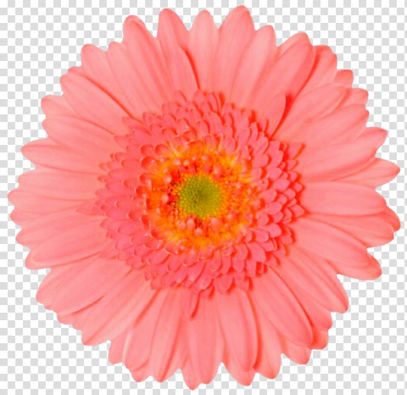 Transvaal daisy Carnation Guacamole Flower , flower transparent background PNG clipart