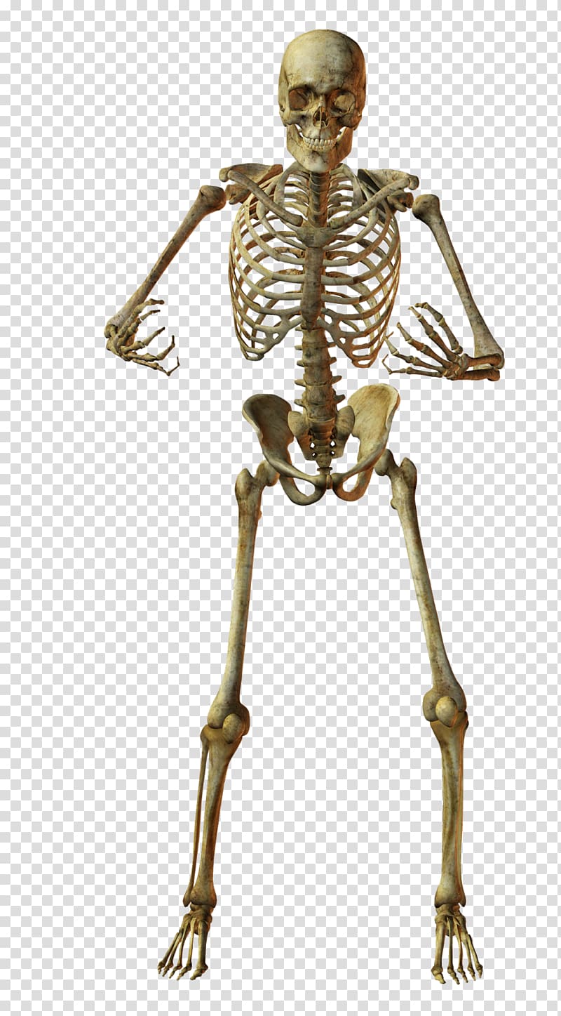 Human skeleton Bone Anatomy, Skeleton transparent background PNG clipart