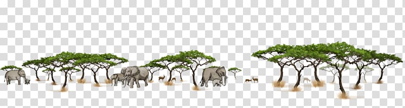 Elephant Self-assured Self-Controlled Africa Harmony, elephant transparent background PNG clipart