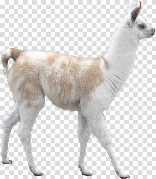 Llama Alpaca Camel Desktop Inca Empire, alpaca transparent background PNG clipart