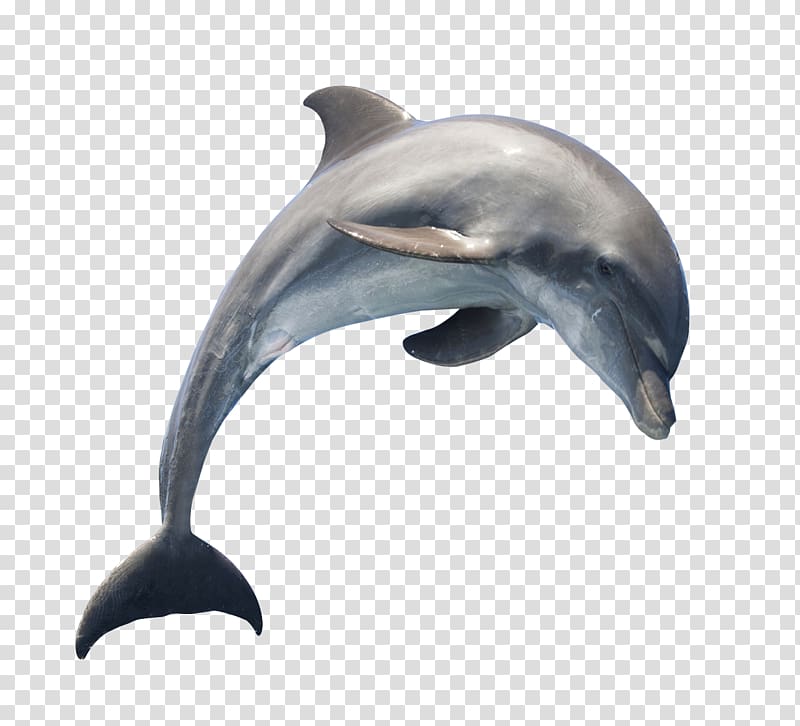 gray dolphin , Dolphin , Dolphin transparent background PNG clipart