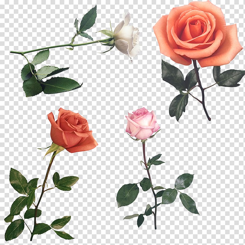 Rose Low poly Flower Polygon, rose transparent background PNG clipart