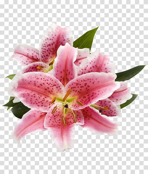 Lilium \'Stargazer\' Cut flowers Arum-lily Pink flowers, flower transparent background PNG clipart
