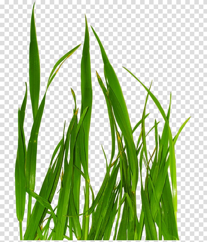 Grass, A bunch of green grass transparent background PNG clipart