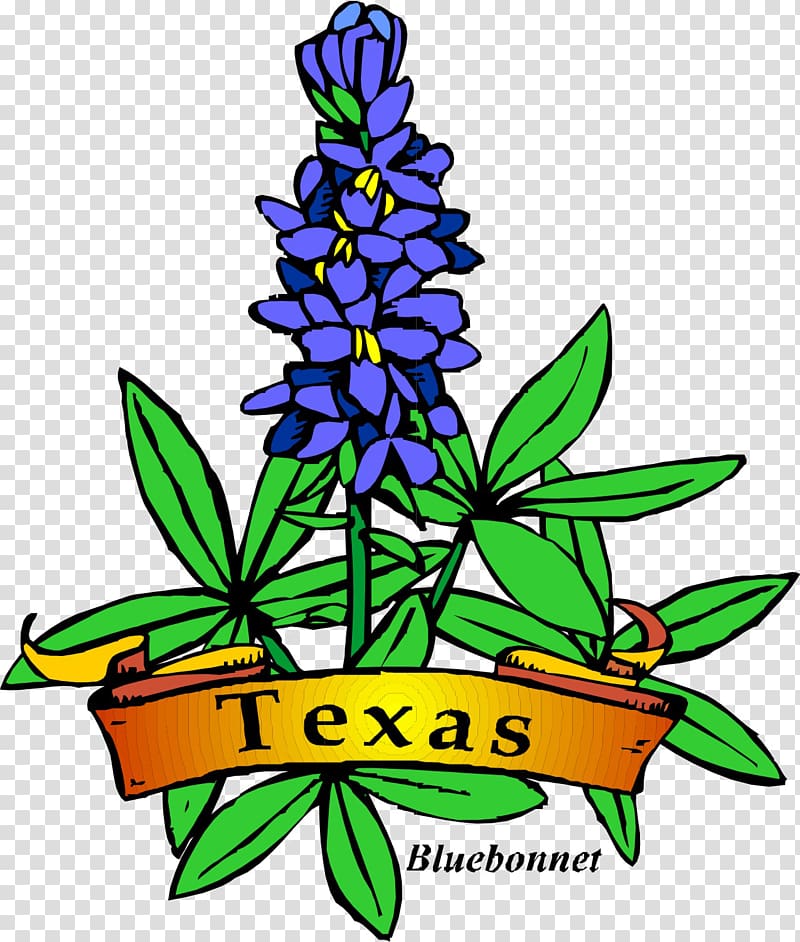 Texas bluebonnet Texas bluebonnet Drawing , bluebonnet flower transparent background PNG clipart
