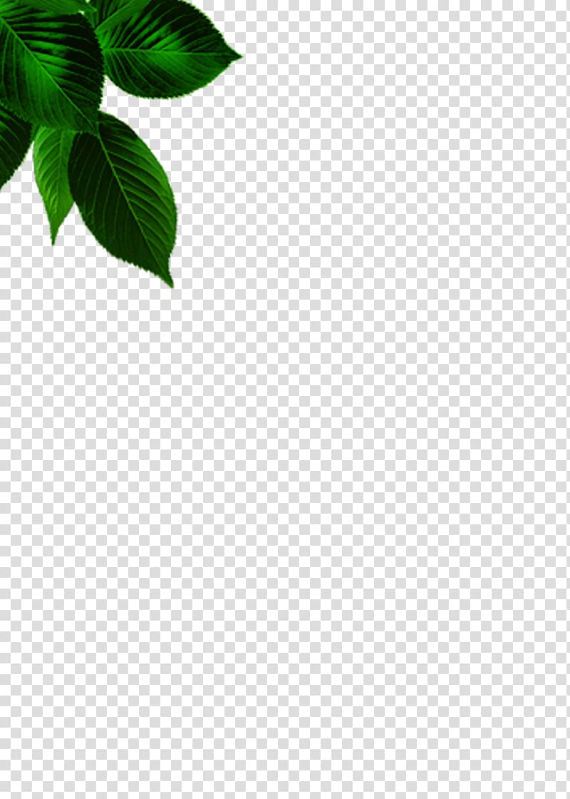 green leaf illustration, Green Leaf Angle Pattern, Leaves transparent background PNG clipart