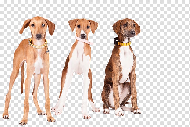 Lurcher Azawakh Sloughi Greyhound Whippet, dog breed transparent background PNG clipart