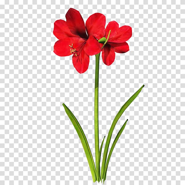 Jersey lily , Flowers green transparent background PNG clipart