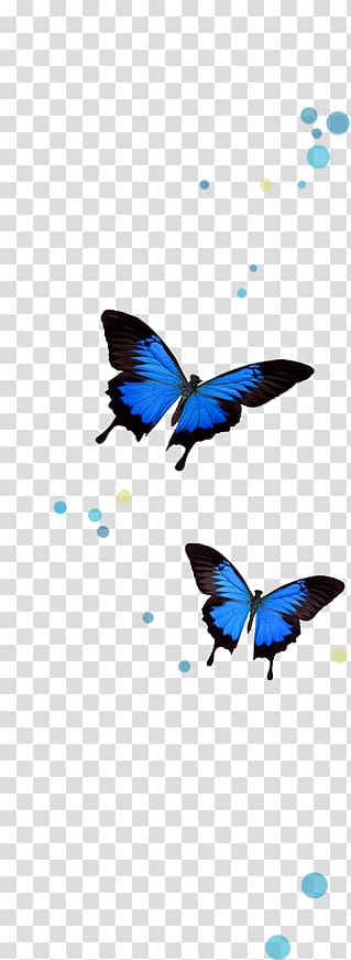 Brush-footed butterflies The Complete Dream Book: Discover What Your Dreams Reveal about You and Your Life Butterfly , 5th may transparent background PNG clipart
