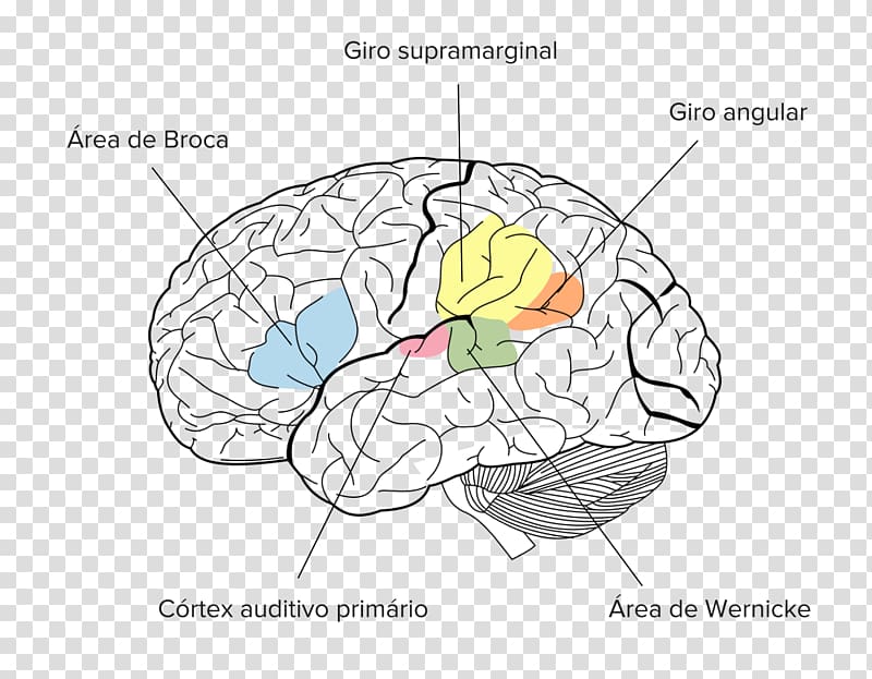 Angular gyrus Parietal lobe Supramarginal gyrus Brain, Brain transparent background PNG clipart