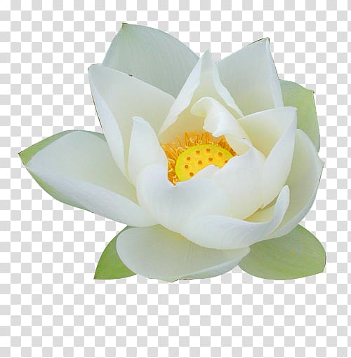 Nelumbo nucifera Pygmy water-lily Flower Lilium, White Lotus transparent background PNG clipart
