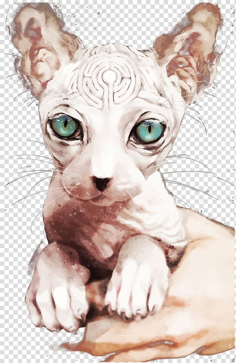 Sphynx cat Donskoy cat Ukrainian Levkoy Peterbald American Shorthair, Canada hairless cat transparent background PNG clipart