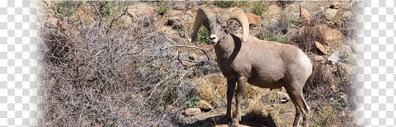 Chamois Goat Antelope Wildlife Terrestrial animal, goat transparent background PNG clipart