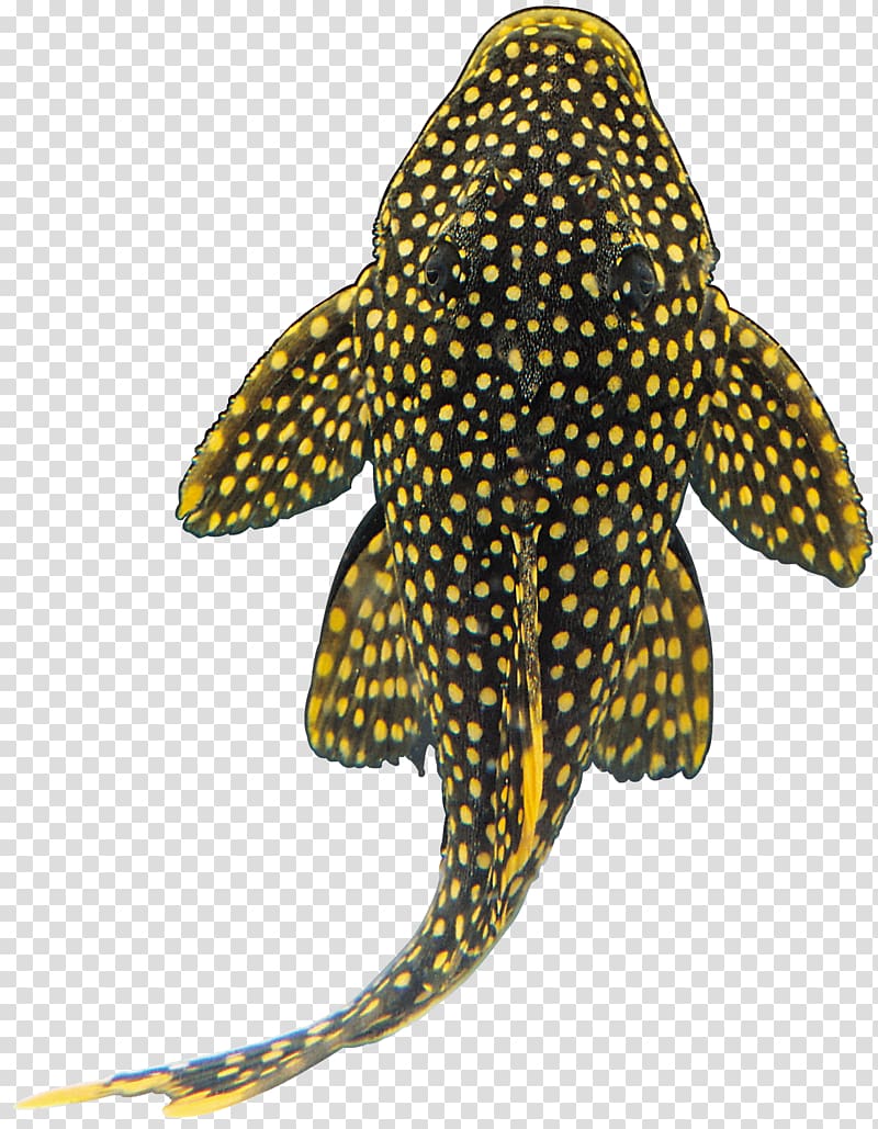 Shark Ornamental fish Suckermouth catfish, shark transparent background PNG clipart