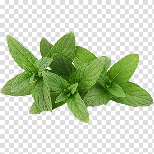 Food Powder Mentha spicata Spice Water Mint, Mint drawing transparent background PNG clipart