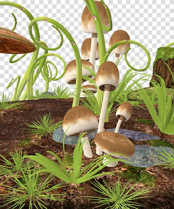 Mushroom Fungus Pixabay Agaricus campestris, Mushroom transparent background PNG clipart