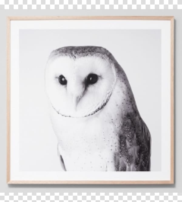 Barn owl Bird Beak Printing, Barn owl transparent background PNG clipart