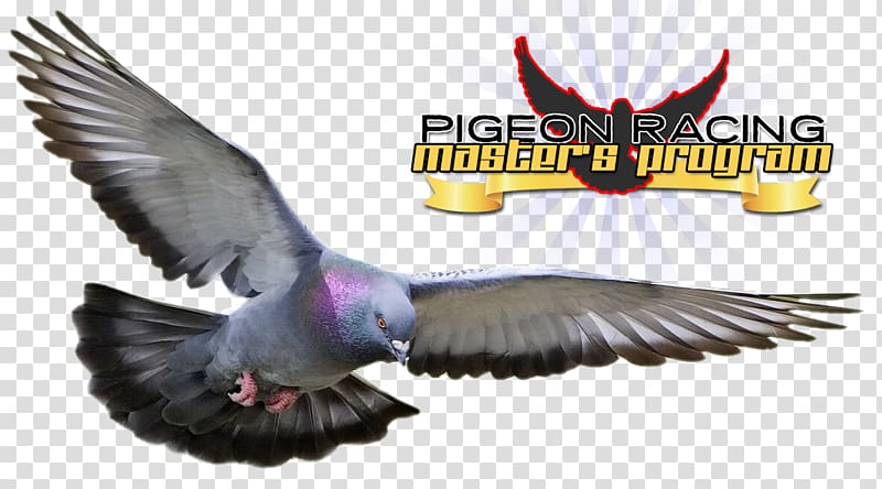 Columbidae Racing Homer Homing pigeon Bird Squab, Bird transparent background PNG clipart