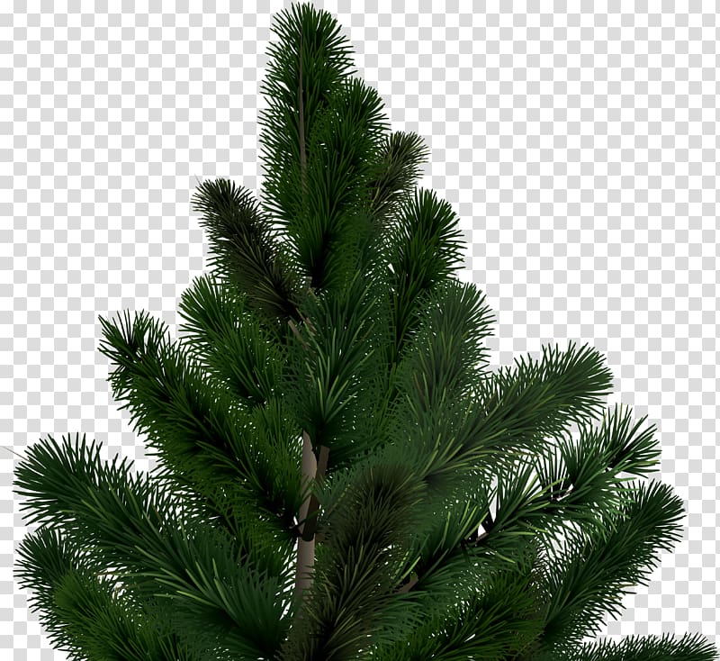 Pine Christmas tree Conifer cone, Fir-Tree transparent background PNG clipart