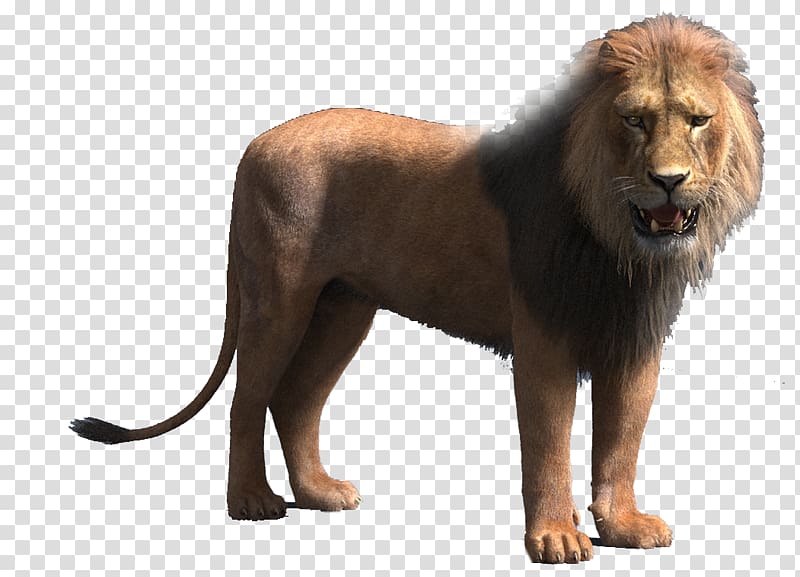 Lion Animation TurboSquid, lion transparent background PNG clipart