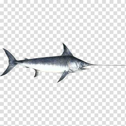 Swordfish Atlantic blue marlin, swordfish transparent background PNG clipart