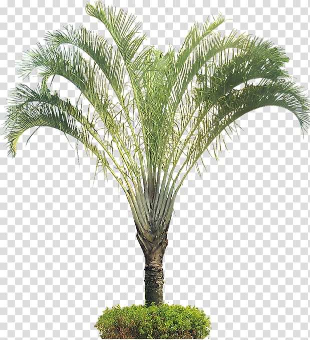 Dypsis decaryi Arecaceae Ornamental plant Tree, palm tree transparent background PNG clipart