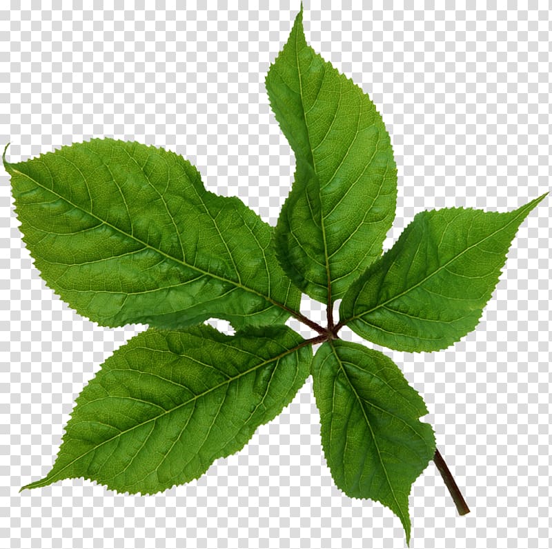 Leaf Texture mapping, Leaf transparent background PNG clipart