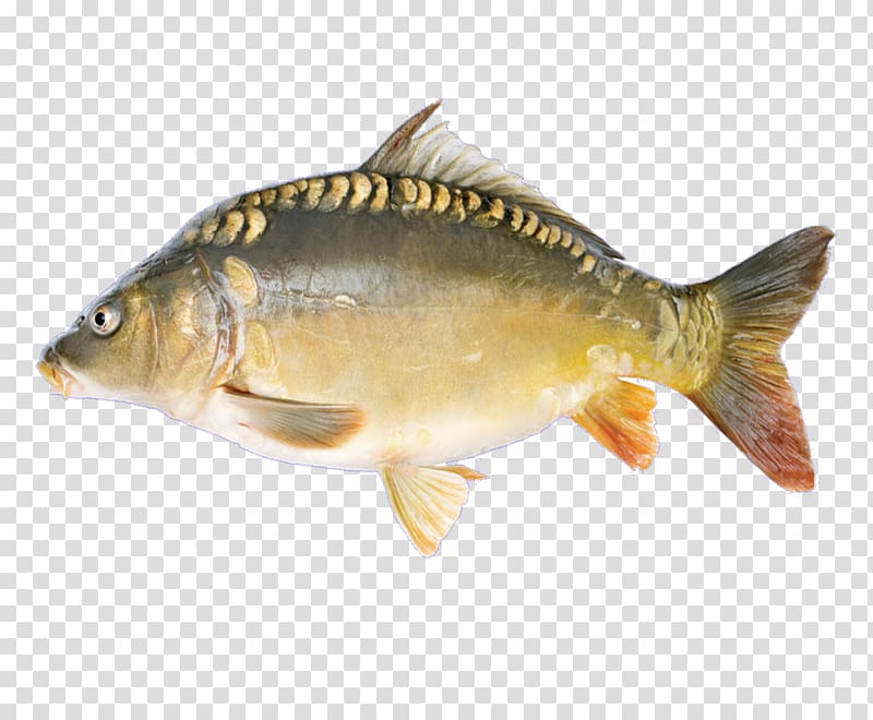 Риболов на леко Fiber Common carp Fishing, fishing gear, angle, label png