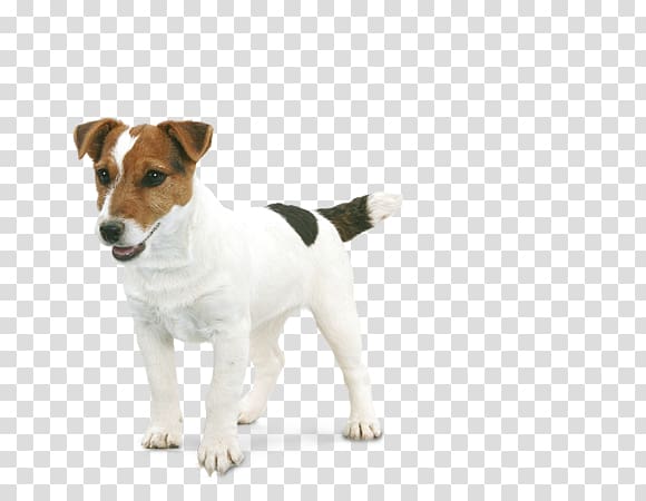 Jack Russell Terrier Parson Russell Terrier Miniature Fox Terrier Tenterfield Terrier, jack russel transparent background PNG clipart