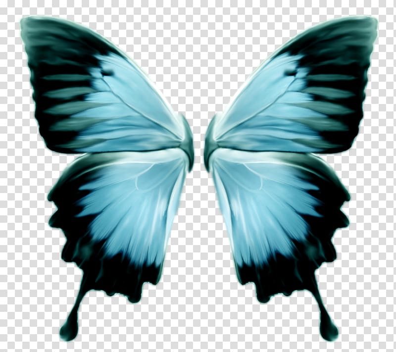 blue ulysses butterfly illustration, Monarch butterfly Insect Morpho menelaus, Butterfly wings transparent background PNG clipart