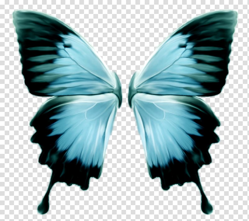 butterfly wings png