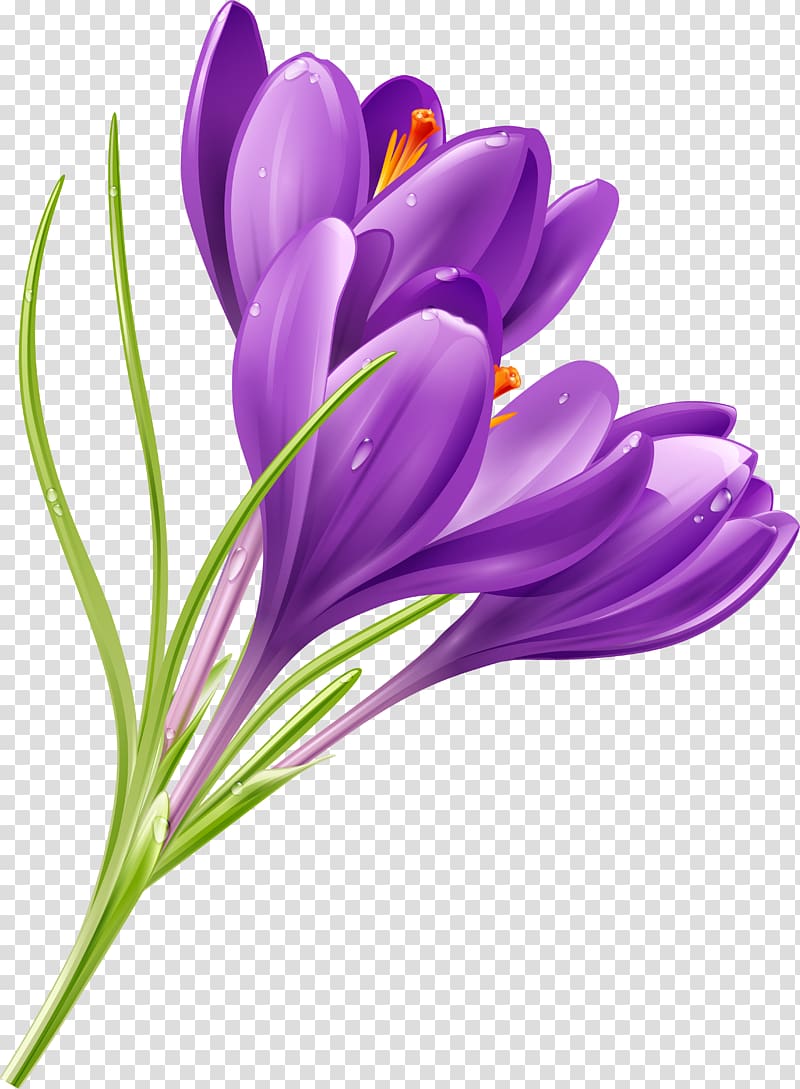 Crocus Flower Purple , crocus transparent background PNG clipart