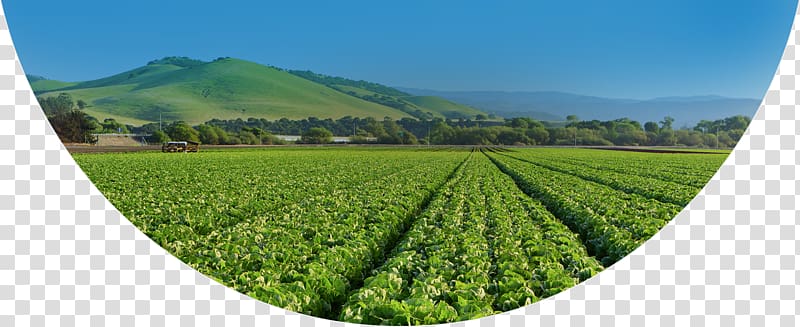 Salinas Valley Memorial Hospital Garden Agriculture Farm, others transparent background PNG clipart