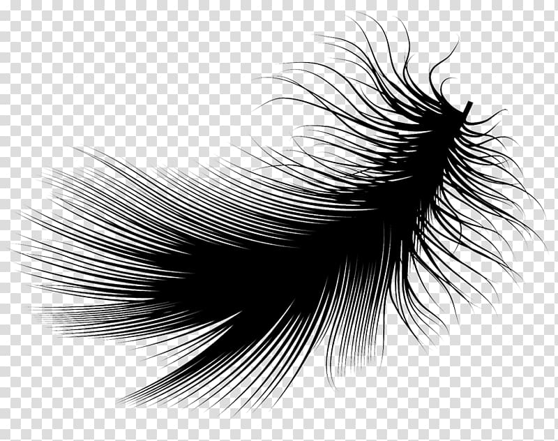 Feather Black and white, feather transparent background PNG clipart