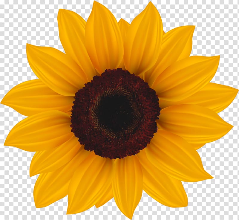 Common sunflower , golden chrysanthemum transparent background PNG clipart