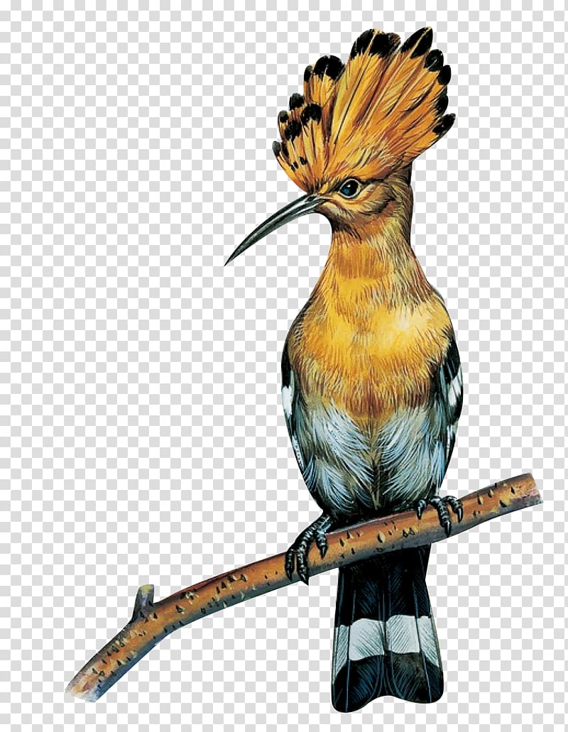 hoopoe transparent background PNG clipart
