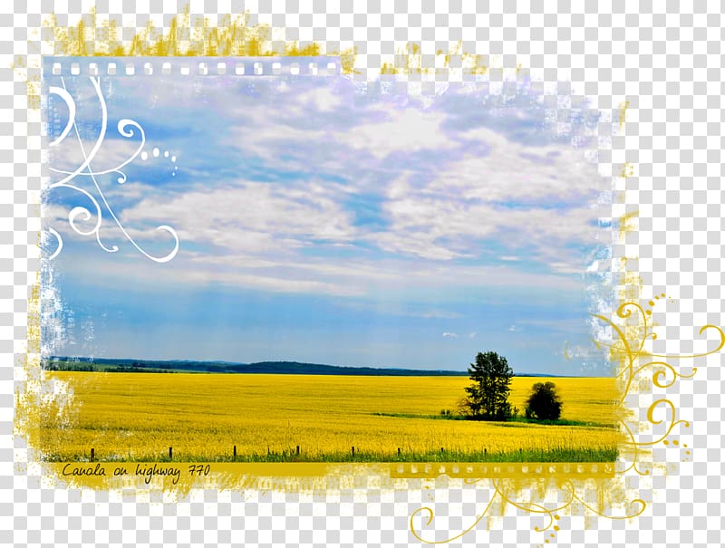 Canola Desktop Frames Energy, canola transparent background PNG clipart