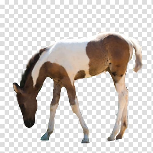 Mare Foal Mustang Stallion Colt, mustang transparent background PNG clipart