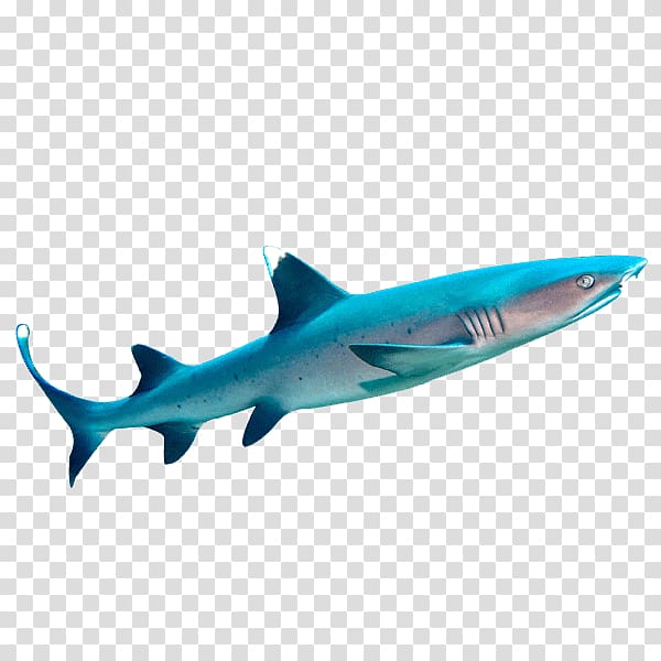 Tiger shark Sipadan Whitetip reef shark Carcharhinus amblyrhynchos, shark transparent background PNG clipart